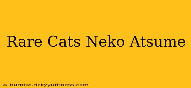 Rare Cats Neko Atsume